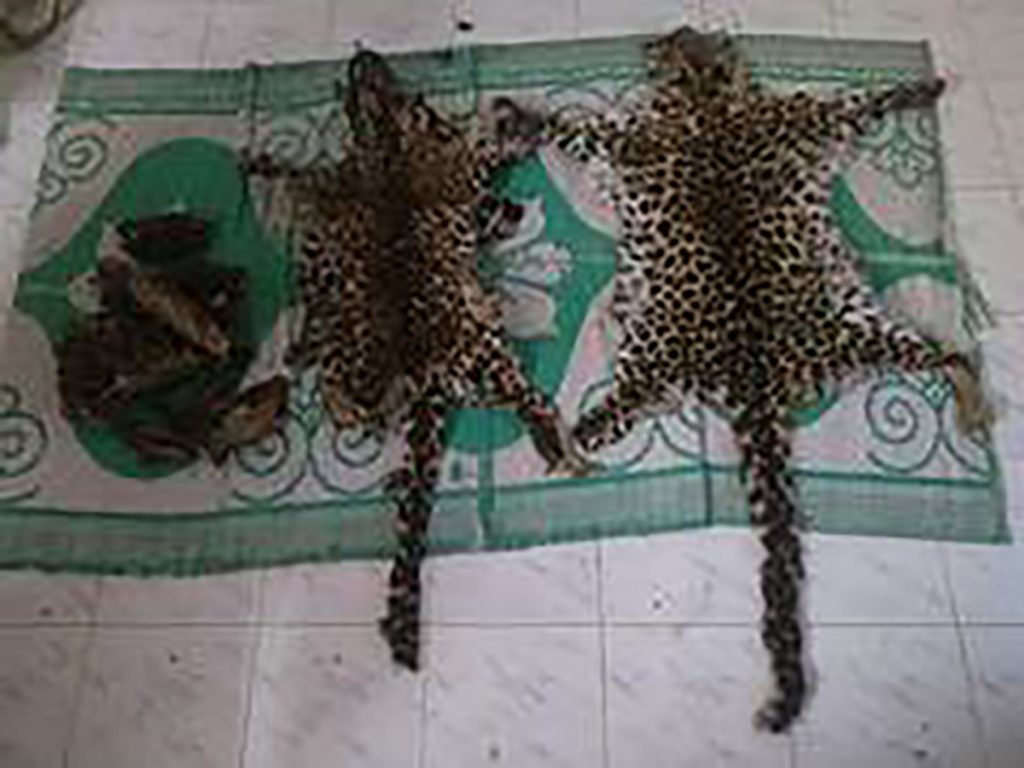 Leopard skins, bones seized in Assam anti-trafficking operation