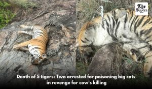 Death of 5 tigers: Two arrested for poisoning big cats in revenge for cow’s killing