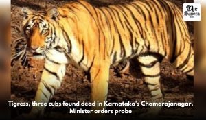 Tigress, three cubs found dead in Karnataka’s Chamarajanagar, Minister orders probe