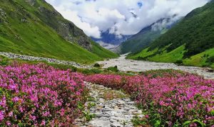 Uttarakhand: Valley of Flowers opens for tourists on June 1