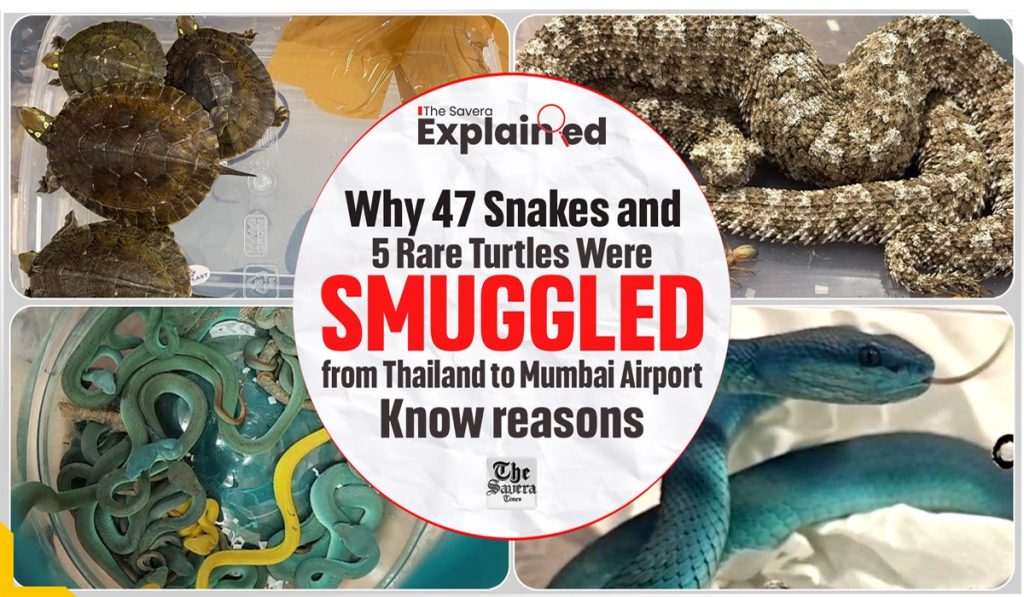 Why 47 Snakes and 5 Rare Turtles Were Smuggled from Thailand to Mumbai Airport: Know reasons