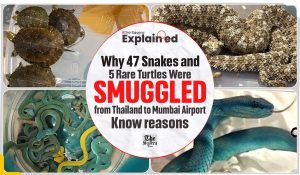 Why 47 Snakes and 5 Rare Turtles Were Smuggled from Thailand to Mumbai Airport: Know reasons