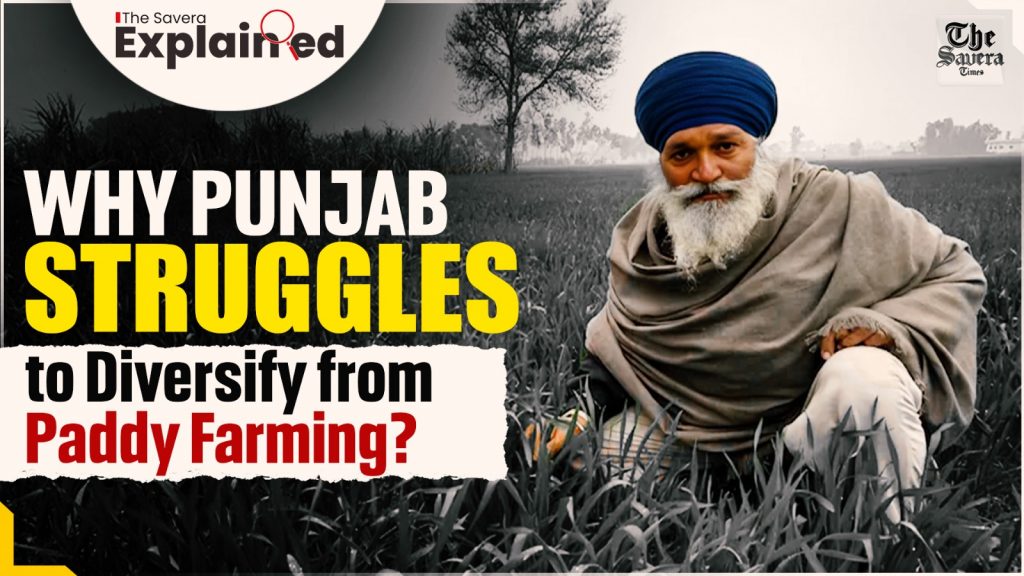 Explained: Why Punjab Struggles to Diversify from Paddy Farming?