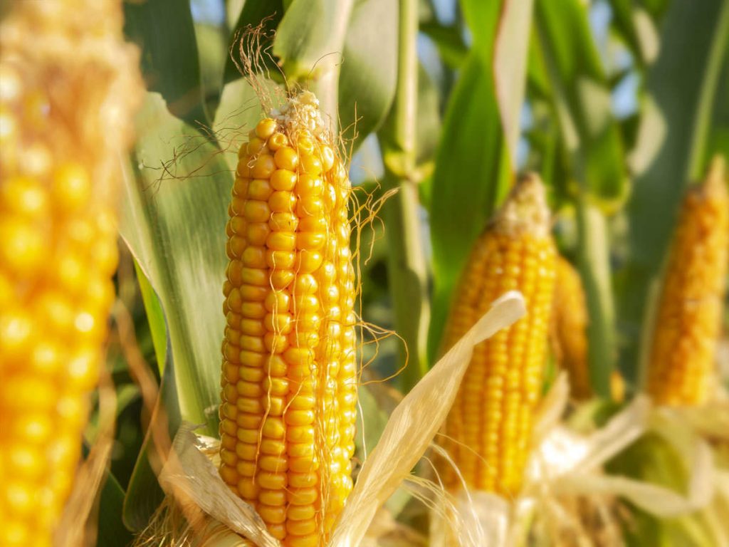 UP Government purchasing maize from farmers at MSP for first time in history