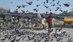 Practice of feeding pigeons on footpaths in Delhi comes under NGT scanner