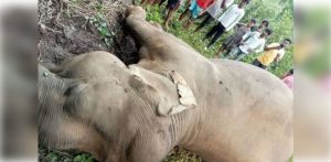 Four elephants found dead in Jharkhand’s Kolhan in last 35 days: Officials 