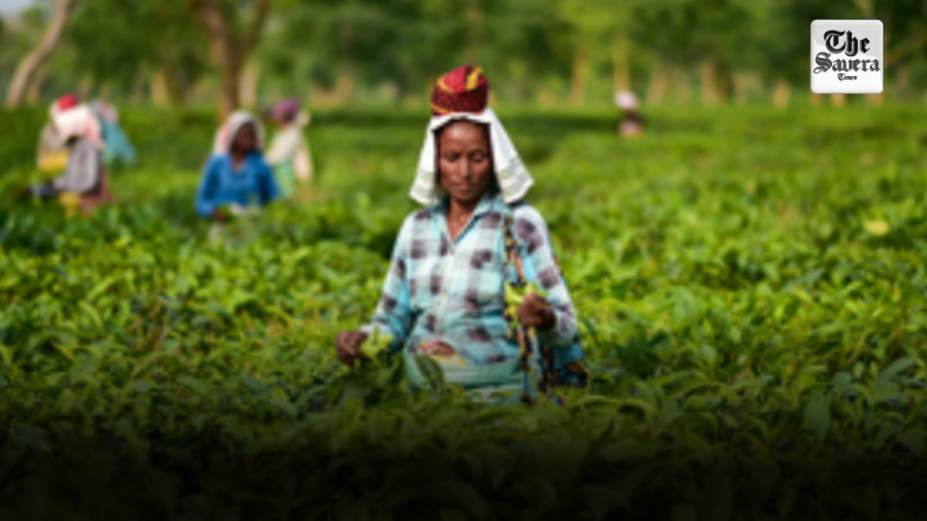 India's tea exports rise 2.85 per cent to cross 257 million kg in 2024-25