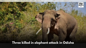 Three killed in elephant attack in Odisha
