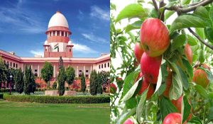 Himachal: Supreme Court stays order to cut apple trees grown on encroached forest land