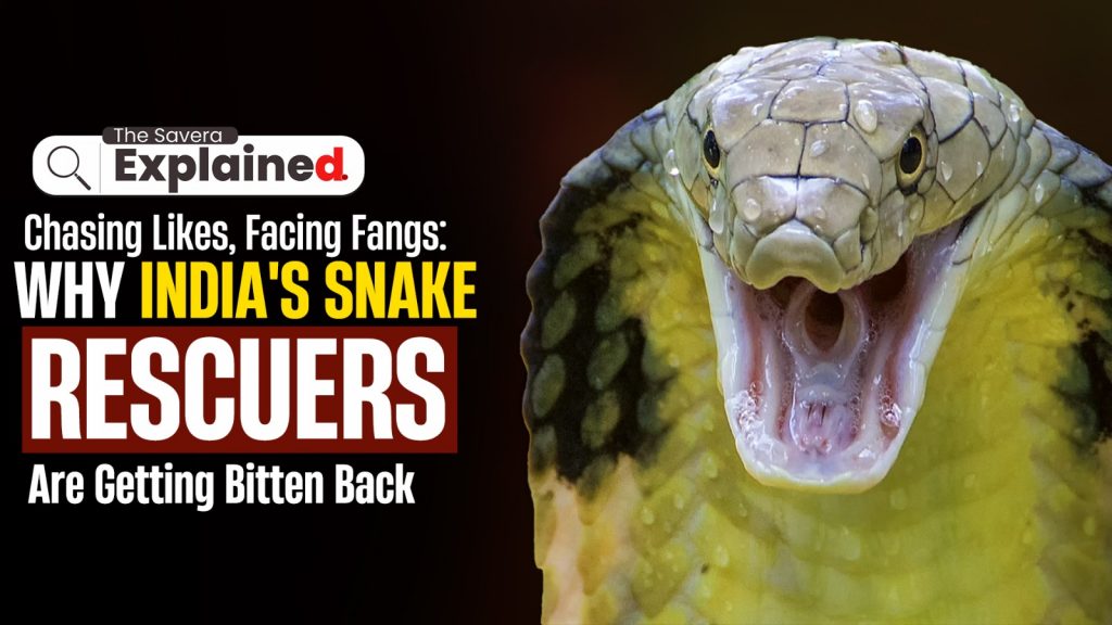 Chasing Likes, Facing Fangs: Why India's Snake Rescuers Are Getting Bitten Back
