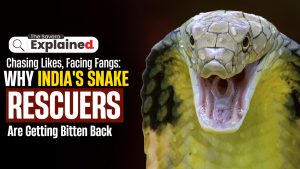 Chasing Likes, Facing Fangs: Why India’s Snake Rescuers Are Getting Bitten Back