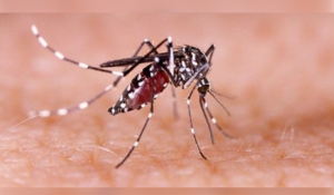 Manipur dengue cases: 102 more test positive; total reaches 2,585 in 2025 