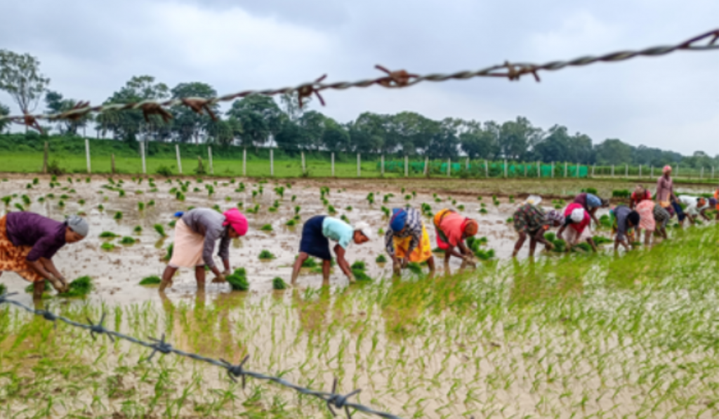 Cabinet approves PM Dhan-Dhaanya Krishi Yojana in big push to agriculture sector