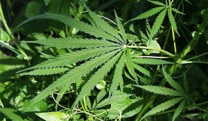 Cannabis was flourishing on 2.5 bighas of private land in Mandi; STF destroys over two lakh plants
