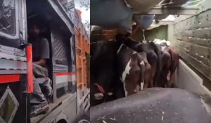 Cow smuggling racket busted in Manali, 3 smugglers detained