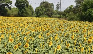 Relief to Haryana farmers: Government extend deadline for purchasing sunflower
