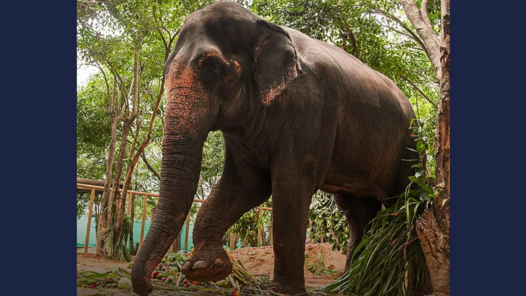 Maharashtra to file review petition over elephant Madhuri's return to Nandani Math: CM Fadnavis