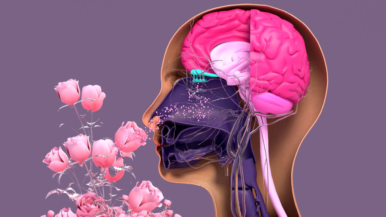 Study shows why loss of smell may be an early sign of Alzheimer’s