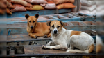 Stray dog killings continue in Telangana