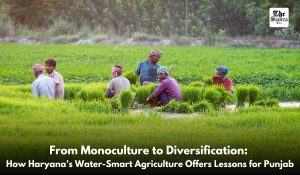From Monoculture to Diversification: How Haryana’s Water-Smart Agriculture Offers Lessons for Punjab