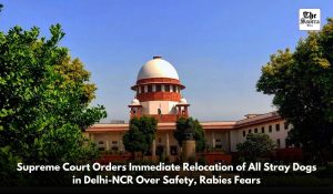 Supreme Court orders immediate removal of stray dogs from Delhi-NCR streets