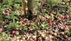 Apple farmers in Himachal suffer crores in losses due to excess monsoon rains