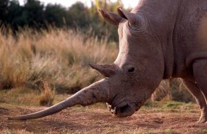 Rhino horn battle resurfaces