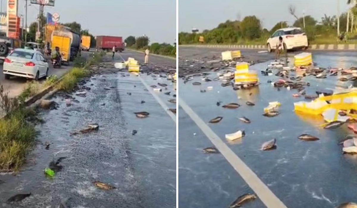 Fish laden pickup vehicle overturned on Highway, driver injured