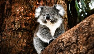 Koalas get chlamydia shield