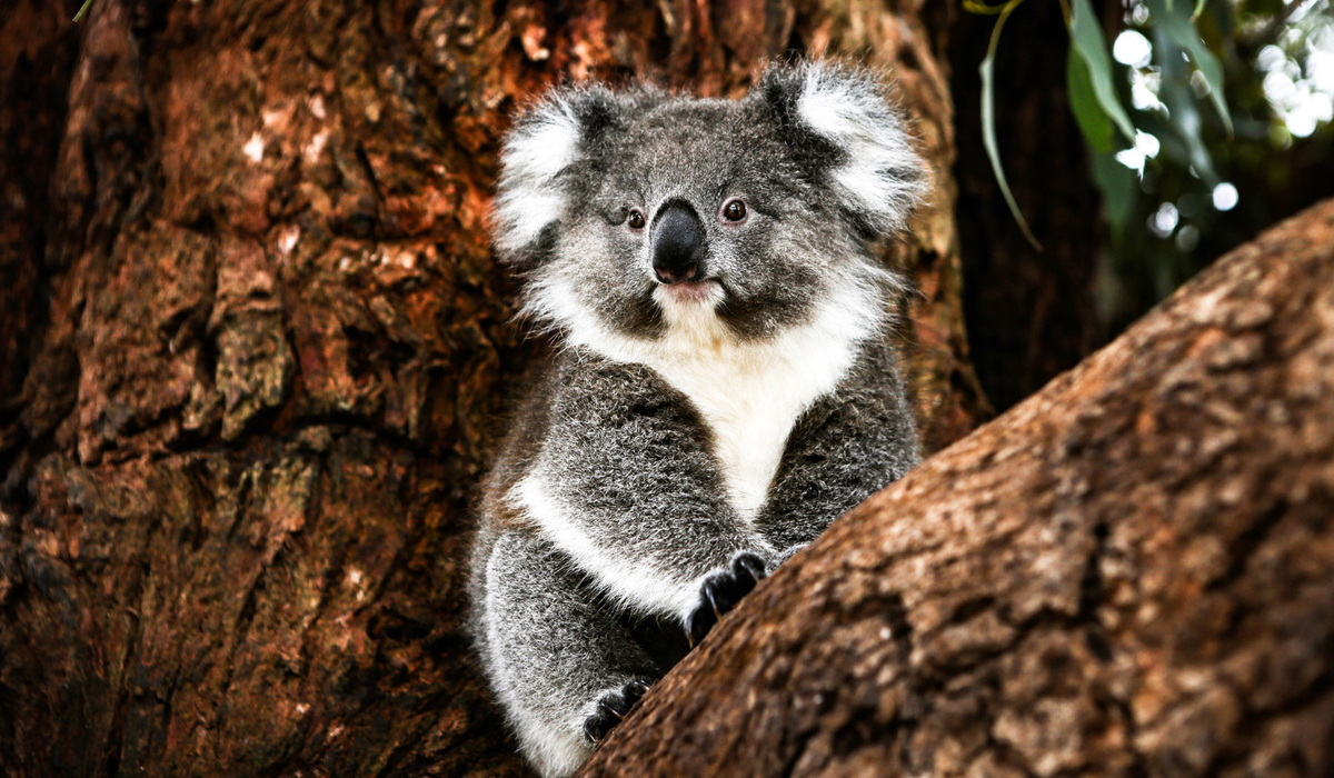 Koalas get chlamydia shield