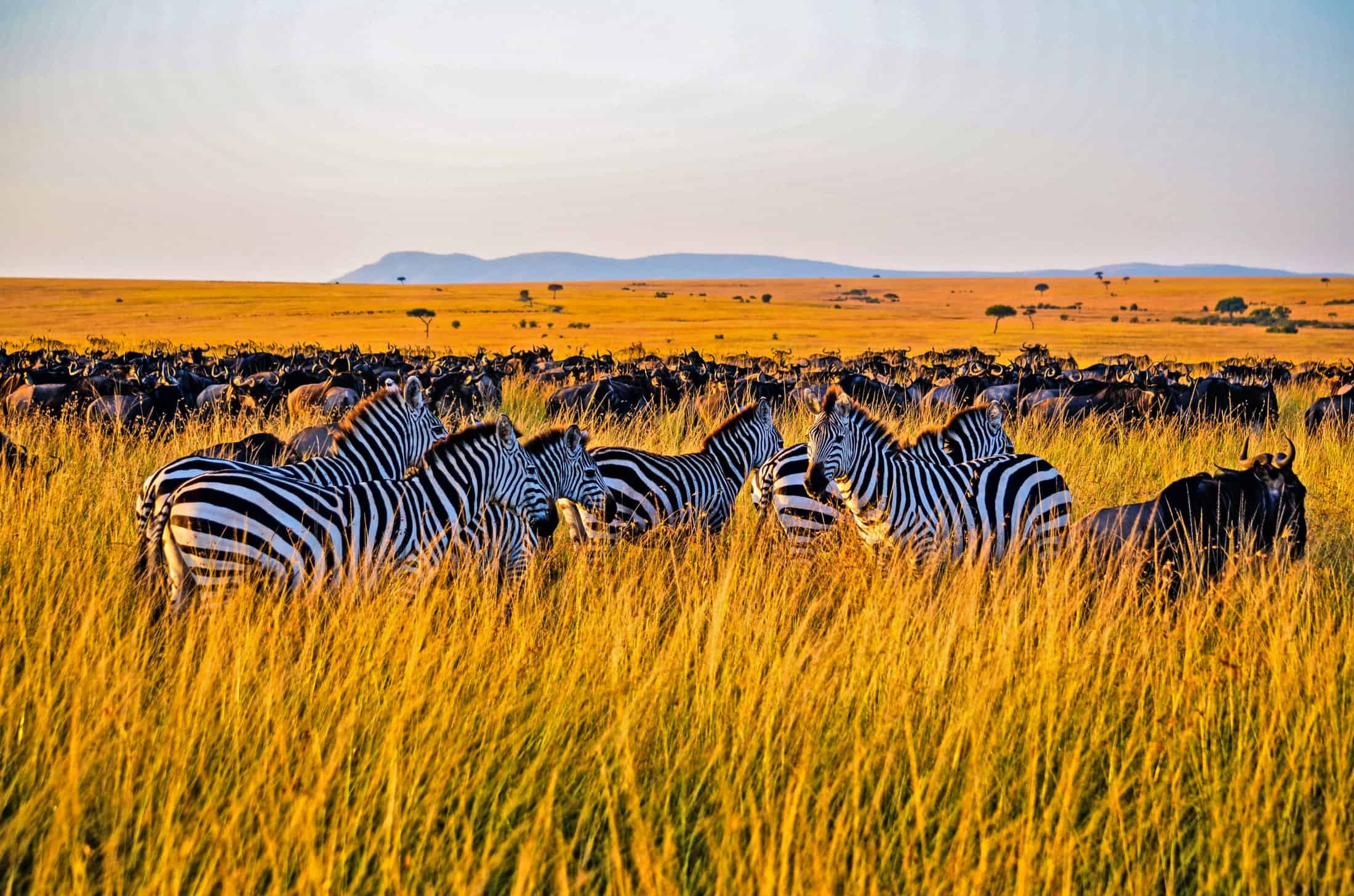Kenya’s wildlife farming faces rising welfare concerns
