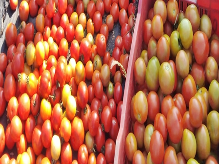 Andhra farmers throw tomatoes on roads as prices crash