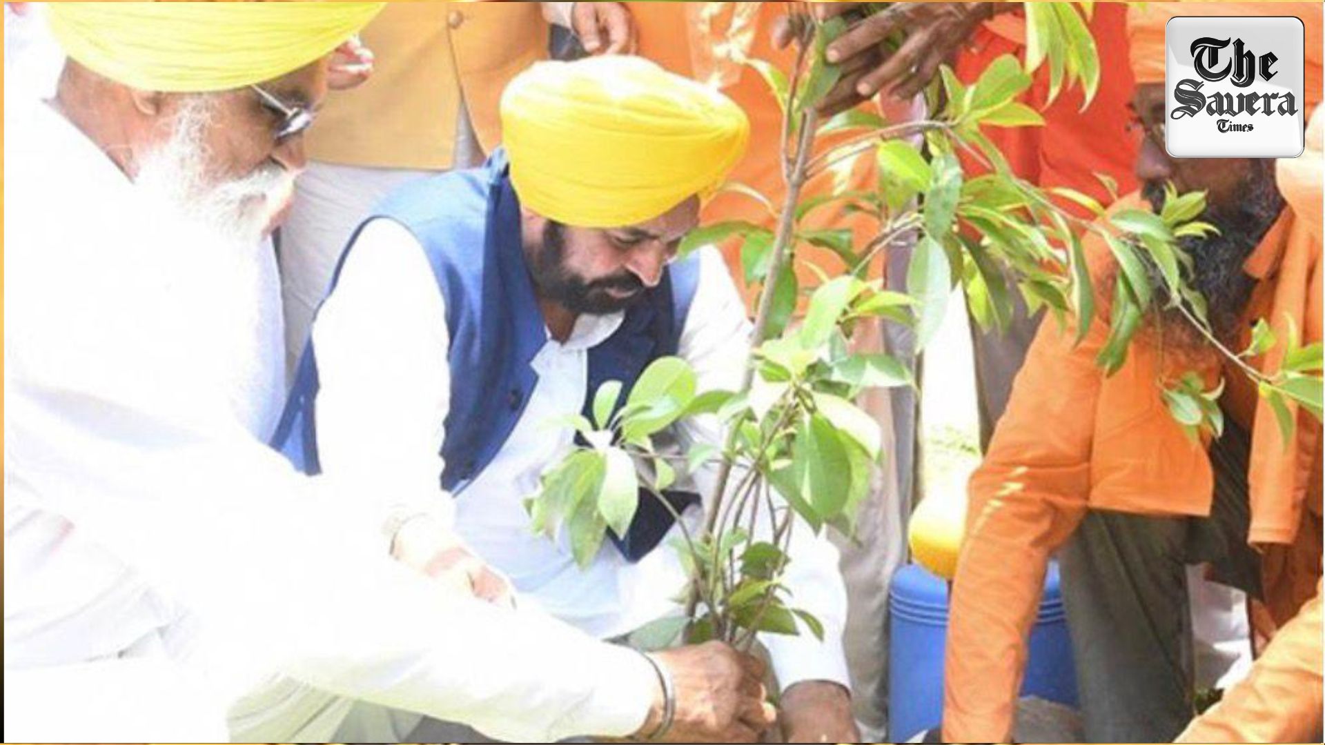 Punjab’s Tree Cover Rises by 177 Sq Km, Highest in 15 Years