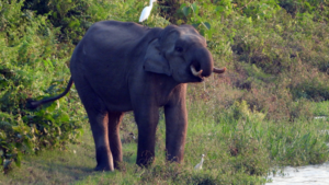 Three Killed in Separate Elephant Attacks in West Bengal’s Alipurduar District