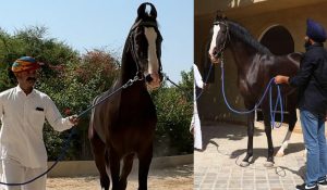 BAHADUR: Shahzadpur stables announces arrival of Blue-Blooded Marwari Stallion