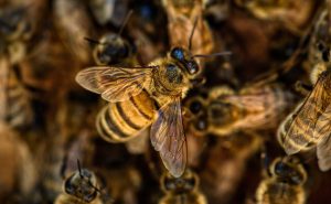 Rampur: Man died, two women injured in bee attack