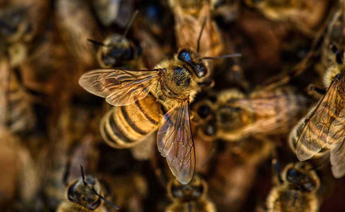 Rampur: Man died, two women injured in bee attack
