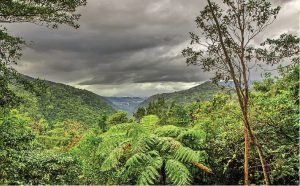 Forests hold the hidden key to global food security