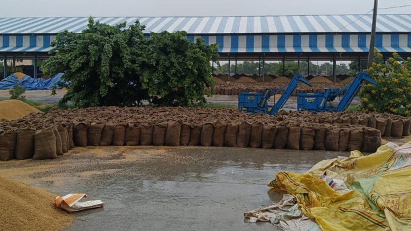Haryana: Heavy rain in Hisar, Narnaul and Fatehabad; paddy grains drenched in market