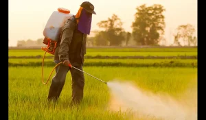 How to prevent pest attacks? Trick them by plant scents