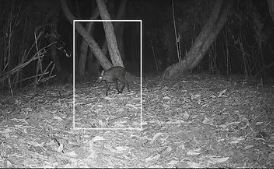 Bengal: After 7 decades, musk deer spotted in Neora Valley National Park