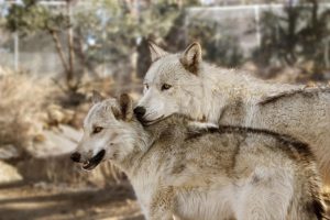 India’s only wolf sanctuary teaches harmony between humans wildlife