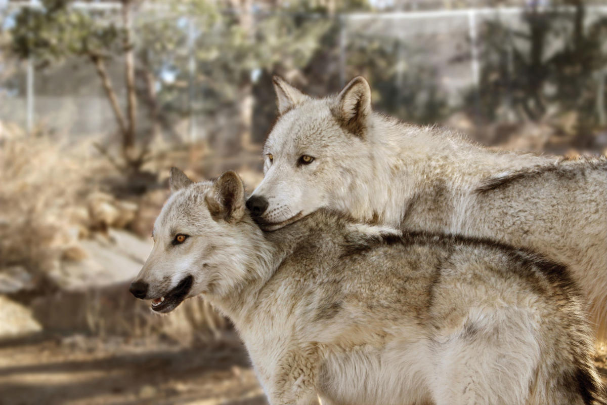 India’s only wolf sanctuary teaches harmony between humans wildlife