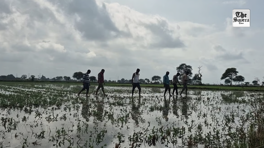 Unseasonal Rains Devastate Paddy Crops Across Madhya Pradesh; Losses Estimated at ₹5,000 Crore