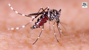 Manipur Reports Surge in Dengue Cases, tally rises to 5,166 this year