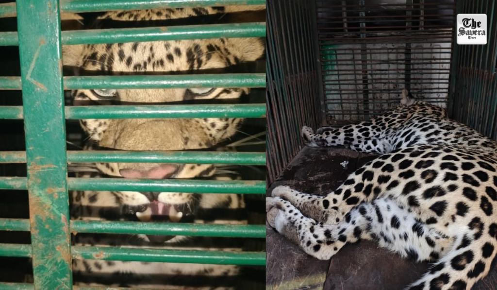 Leopard spotted in Jaipur's Vidyadhar Nagar, residents panicked
