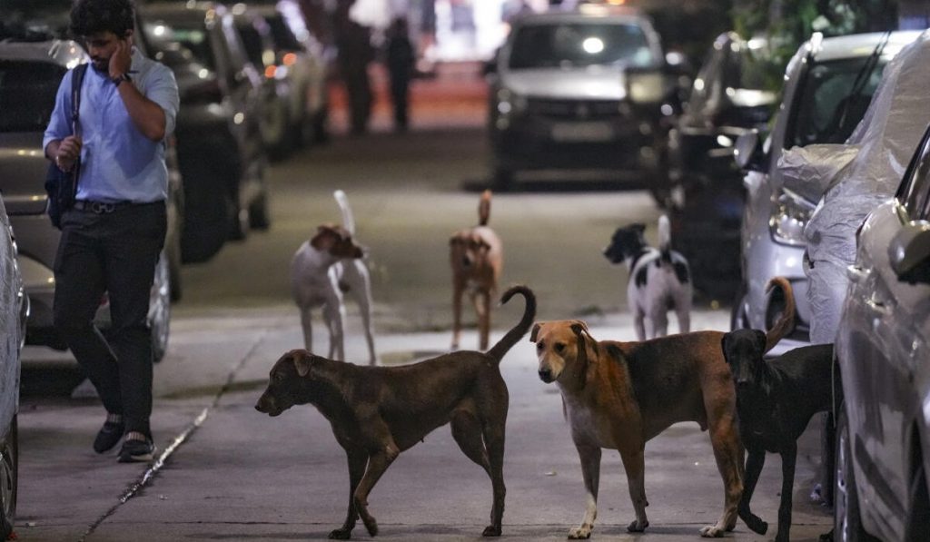 Punjab Launches Historic Campaign to Resolve Decades-Old Stray Animal Problem