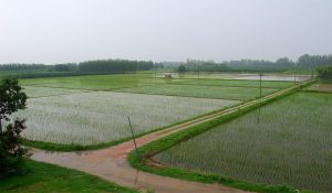 Area Under Irrigation of the Bist Doab Canal Network Expands by 167% in 2025-26, Over 1.1 Lakh Acres Added