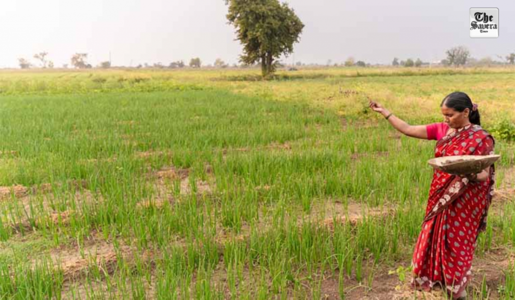 Rabi Sowing Rises by 24 Lakh Hectares: Wheat, Pulses and Oilseeds Show Strong Growth