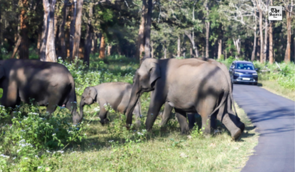 Jharkhand: Elephant Movement Forces Cancellation of 18 Local Trains, Road Traffic Severely Hit